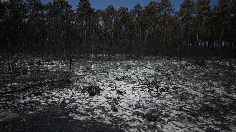 Fire damage is pictured near Pyla sur Mer in Gironde in France