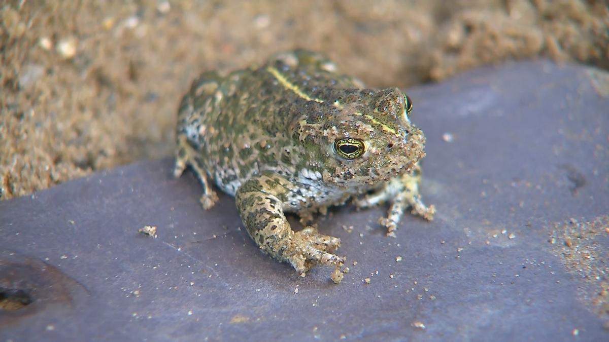 Natterjack toadlets released in Kerry
