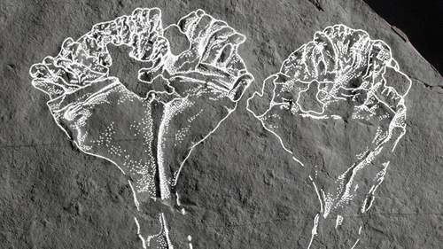 Auroralumina attenboroughii, a fossil of the earliest known animal predator, has been discovered by geologists