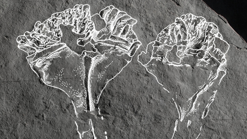 Auroralumina attenboroughii, a fossil of the earliest known animal predator, has been discovered by geologists