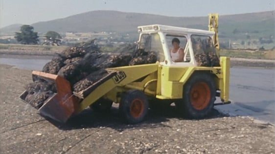 Oyster farming in Carlingford, County Louth, 1982.