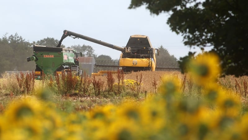 The area planted under cereals contracted by 6% in 2023, new CSO figures show