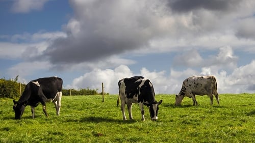 The new system is crucial to ensure that livestock movements in Northern Ireland are recorded (file image)