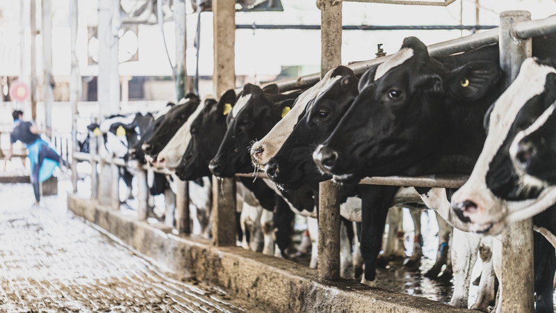 Any attempt to undermine farmers' livelihoods will be 'vigorously opposed' by the IFA (file image)