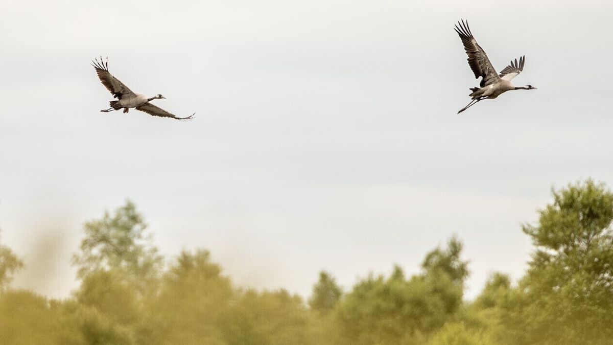 Cranes are breeding in Ireland once again, after a gap of 300 years