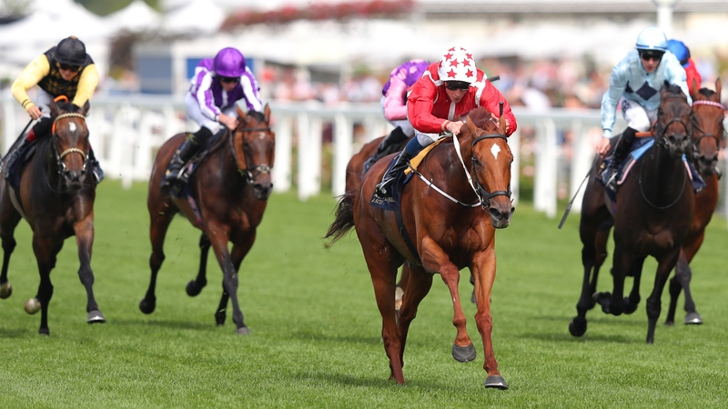 Saffron Beach is bidding for a second win at the highest level