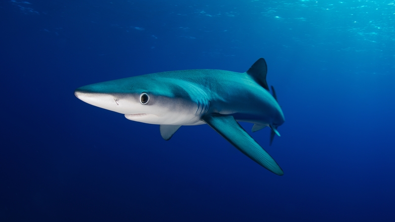 Blue sharks visit Ireland and the UK during the summer months from the Caribbean