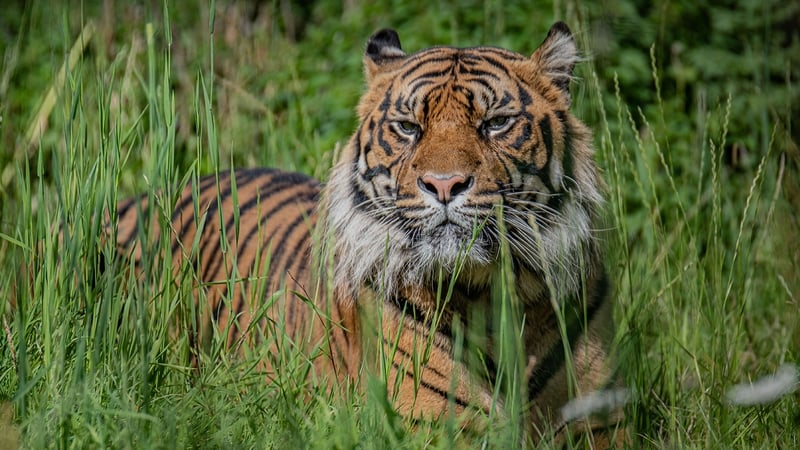 It is hoped that Dash will go on mate with Chester Zoo's resident female tiger, Kasarna (Pic credit: Chester Zoo)