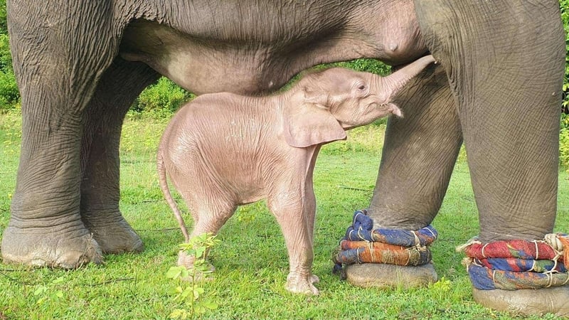 The baby weighs about 80 kilogrammes and stands roughly 70cm tall