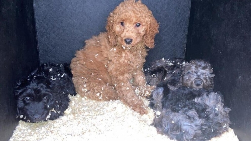 The puppies are an assortment of breeds, including cockapoos