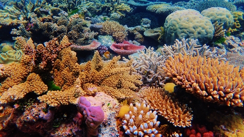 Experts are cautiously optimistic about the recovery of the northern part of the Great Barrier Reef