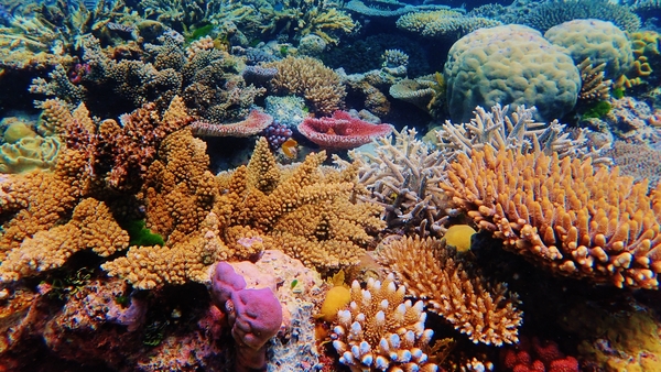 Experts are cautiously optimistic about the recovery of the northern part of the Great Barrier Reef