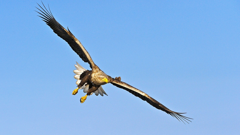 White-tailed eagles are a protected species under the Wildlife Acts (File pic)