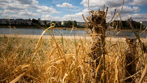 Parched trees are seen on the dry bank of the Rhine river in Bonn, Germany