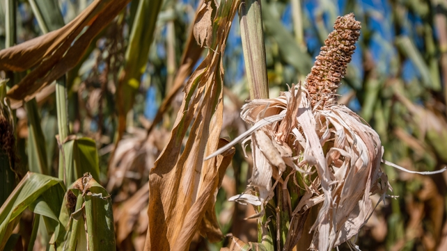 A dried out corncob is seen in a corn field in Rogoza, Slovenia. Slovenia is experiencing its worst drought for 50 years prompting the government to consider declaring a natural disaster