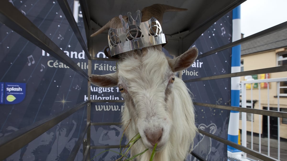 Animal Welfare at Puck Fair