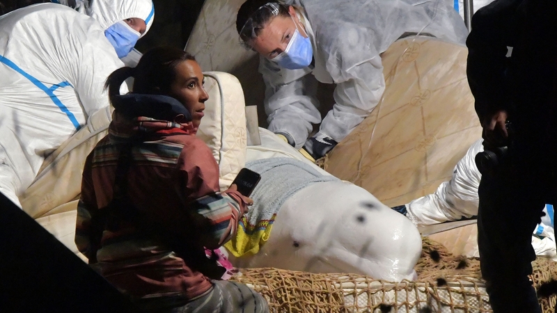 The whale was taken from the Seine and moved to a barge, before being moved to a refrigerated truck