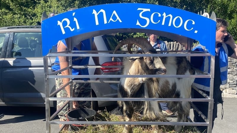 The Puck Fair goat pictured in his cage last year