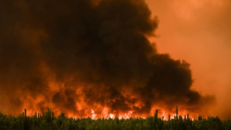 Trees on fire near Belin-Beliet in Gironde, southwestern France today