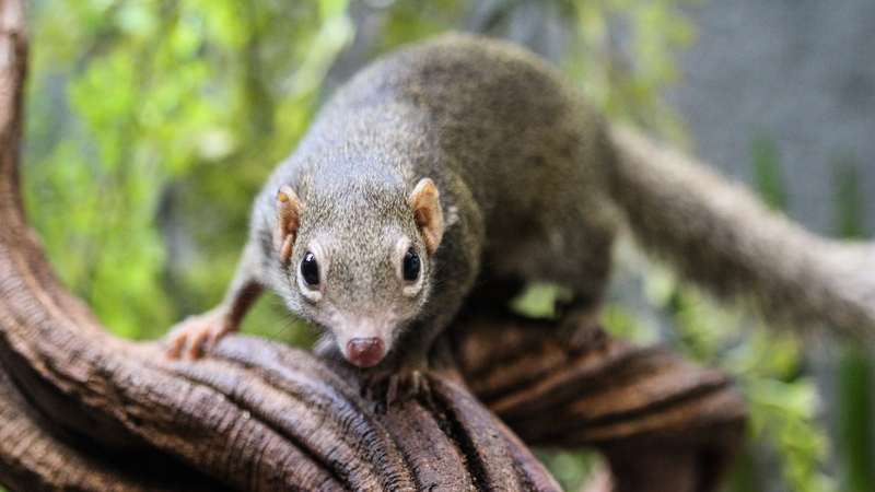 The Langya virus is found shrews, but so far there is no evidence of human-to-human transmission