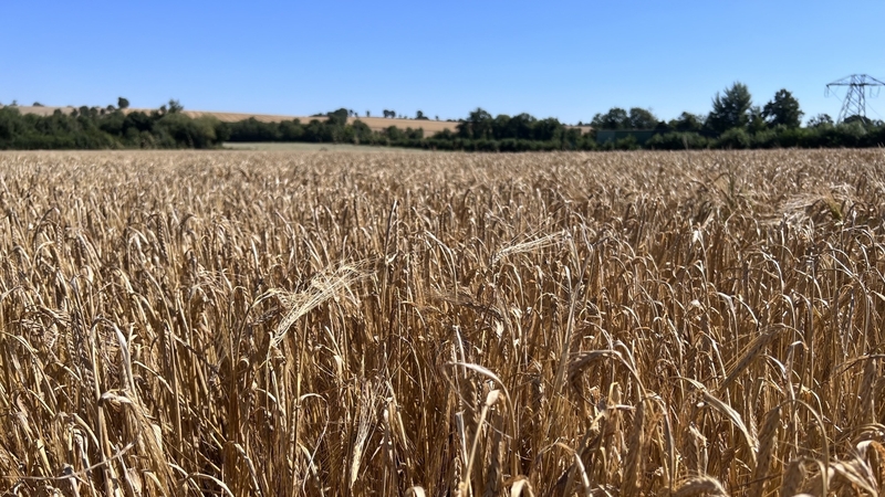 A resumption of grain exports from Ukrainian ports has contributed to improved supply prospects, the UN said