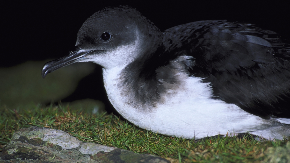 Climate change is impacting feeding opportunities for seabirds