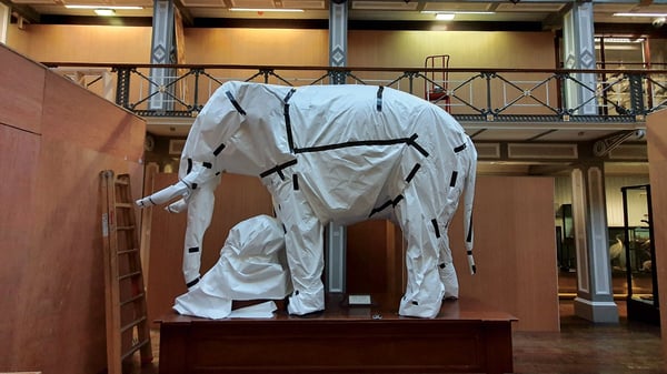 Dublin's famous "stuffed animal museum" is undergoing the biggest renovation in its 165-year history.