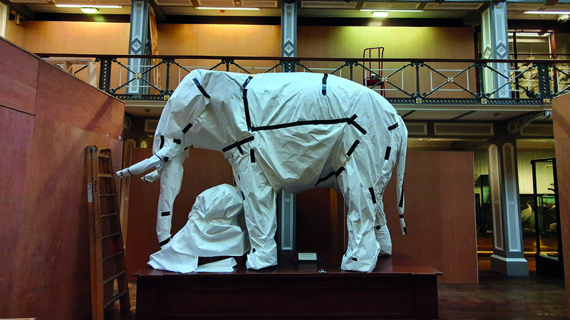 Dublin's famous "stuffed animal museum" is undergoing the biggest renovation in its 165-year history.