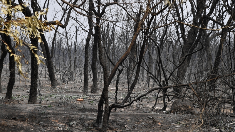 Large areas of forest have been destroyed while evacuations of homes and hospitals have also taken place