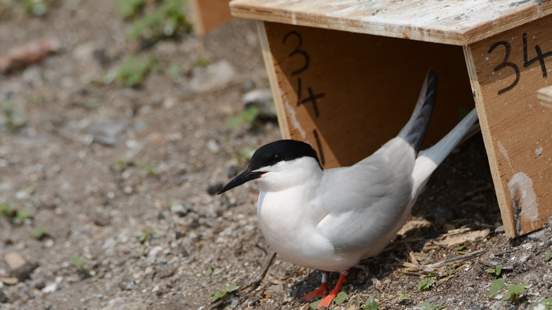 A Roseate Tern emerges from its nest box on Rockabill island (Photo: Brian Burke)