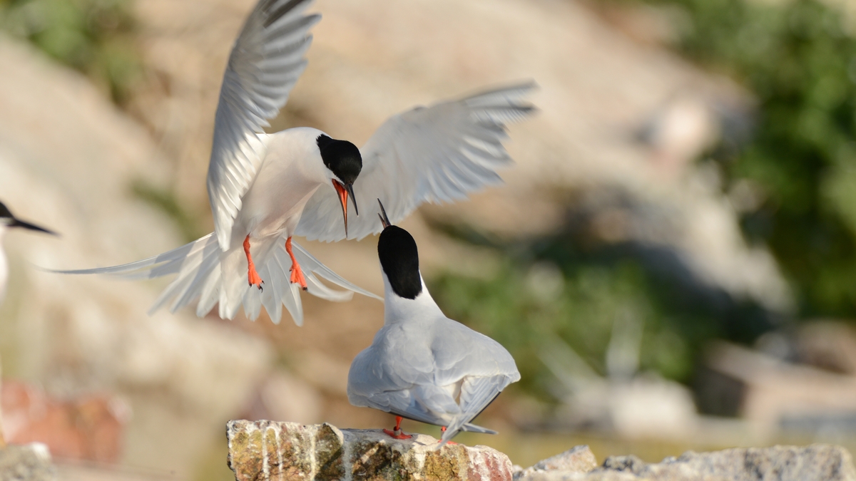 Conservation strategy deployed by BirdWatch Ireland is a success