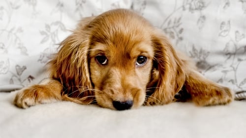 'Dressing up might be fun for us, but it can be frightening and confusing for dogs'