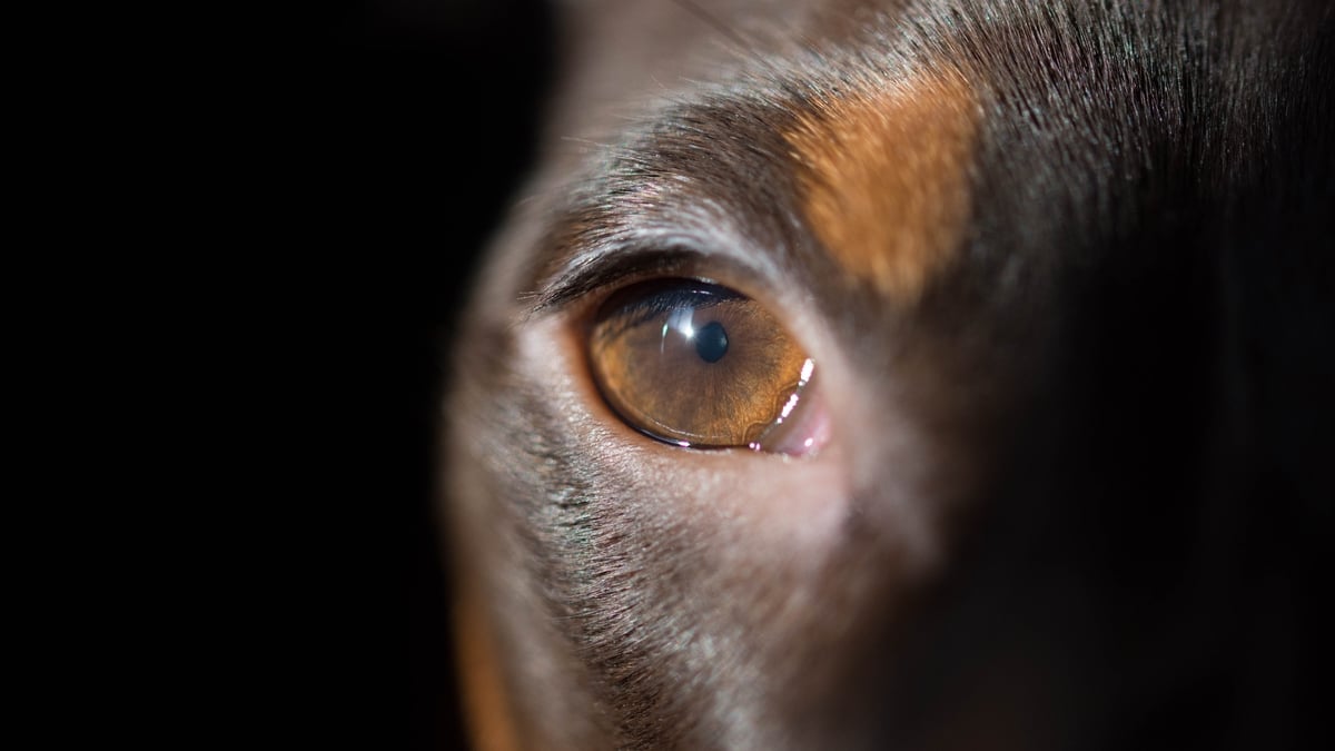 Warning after three dog attacks in Kilrush, County Clare 