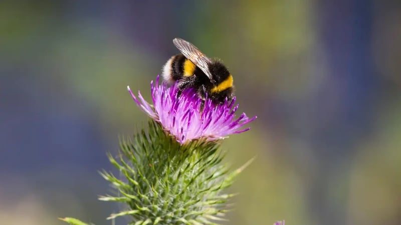 An expert offer tips on what gardeners can do to rewild their outdoor space as summer draws to a close.