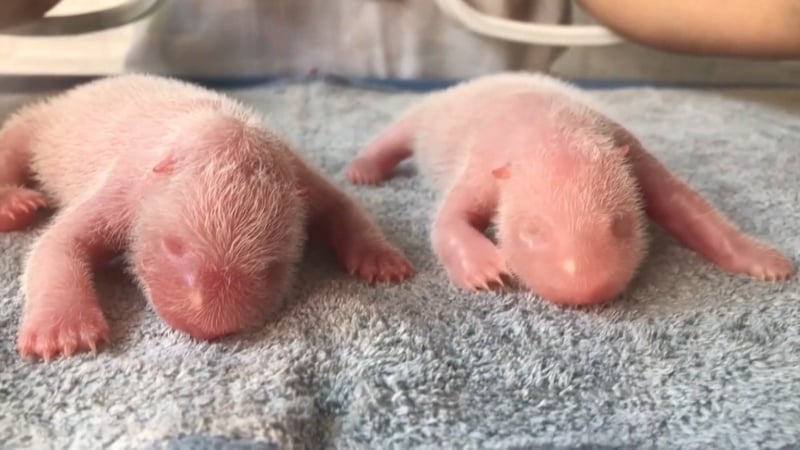 The Qinling giant panda cubs born at the Qinling Giant Panda Research Center.