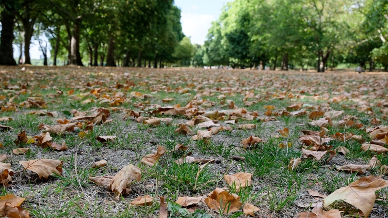 The early leaf fall is a sign of stress, as trees shed their leaves to try to retain moisture
