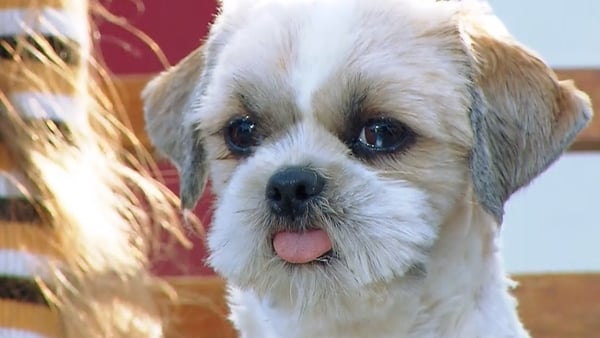 Sunday Miscellany: Michael Collins never met a Shih Tzu