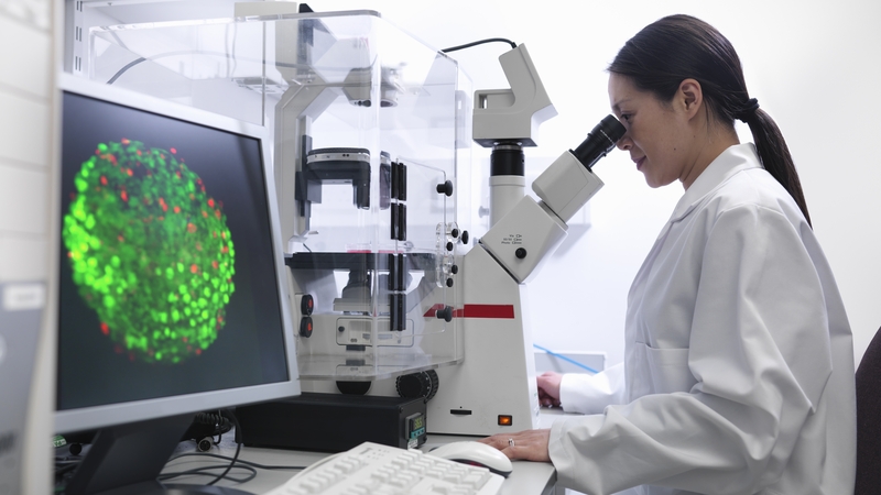 Scientists say the success may ultimately help guide the creation of replacement organs for humans (file pic)