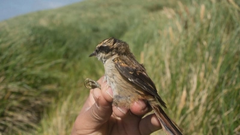 The Subantarctic rayadito, found 100km south of Chile's most southern tip (Image: Sebastian Rosenfeld, Magallanes University)