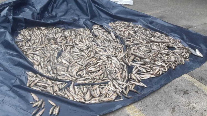 Juvenile brown trout and Atlantic salmon were killed