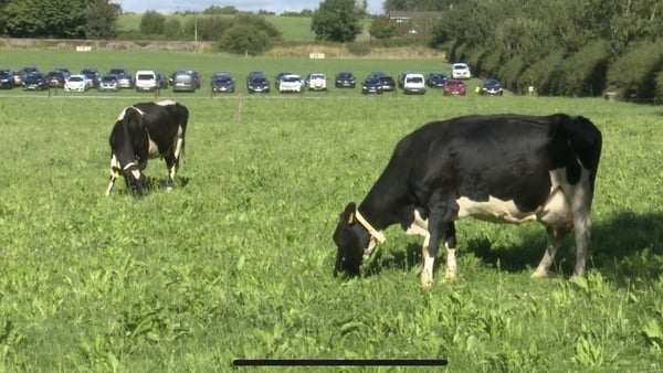 Cows graze in a multi-species sward, made up of clovers, grasses, and herbs, which need less fertiliser, while delivering steady growth