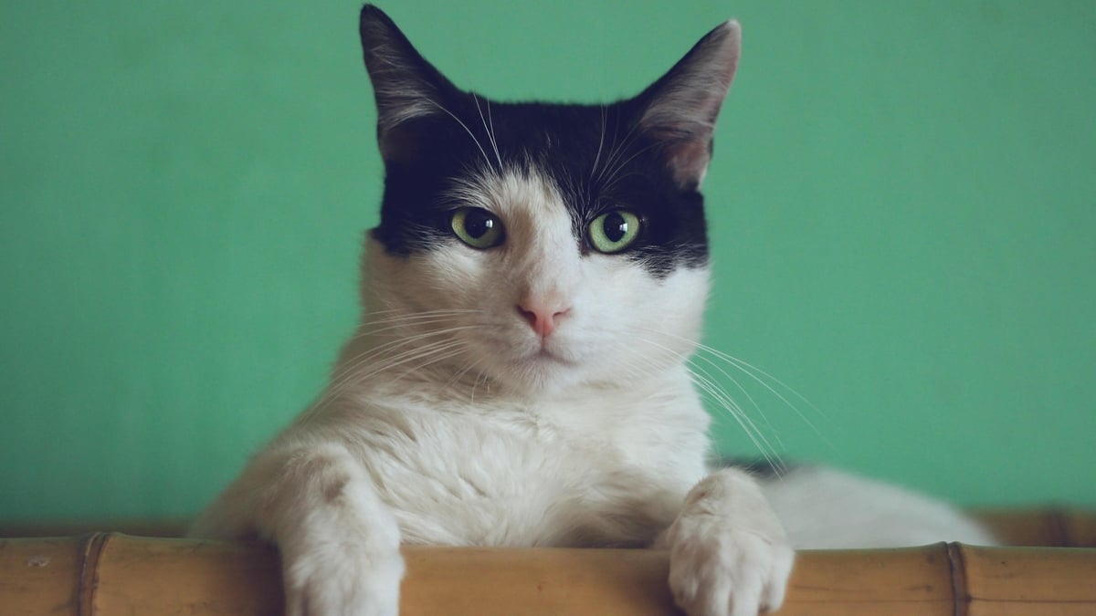 Can you read your pet's emotions?