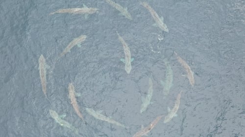 A new study reveals that the circles of basking sharks seen in recent years off the Co Clare coast are animals engaged in courtship behaviour (Picture: Dr Simon Berrow, Irish Basking Shark Group)