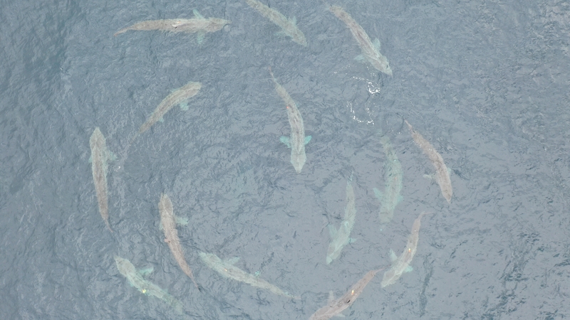 A new study reveals that the circles of basking sharks seen in recent years off the Co Clare coast are animals engaged in courtship behaviour (Picture: Dr Simon Berrow, Irish Basking Shark Group)