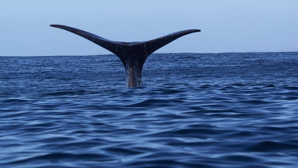 Kaikoura is a popular tourist attraction