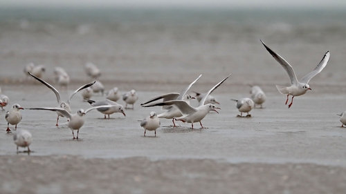 About 60 cases of avian influenza have been detected in wild birds around the country