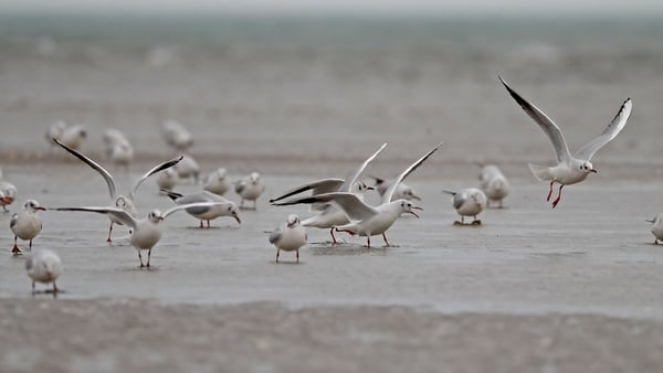About 60 cases of avian influenza have been detected in wild birds around the country