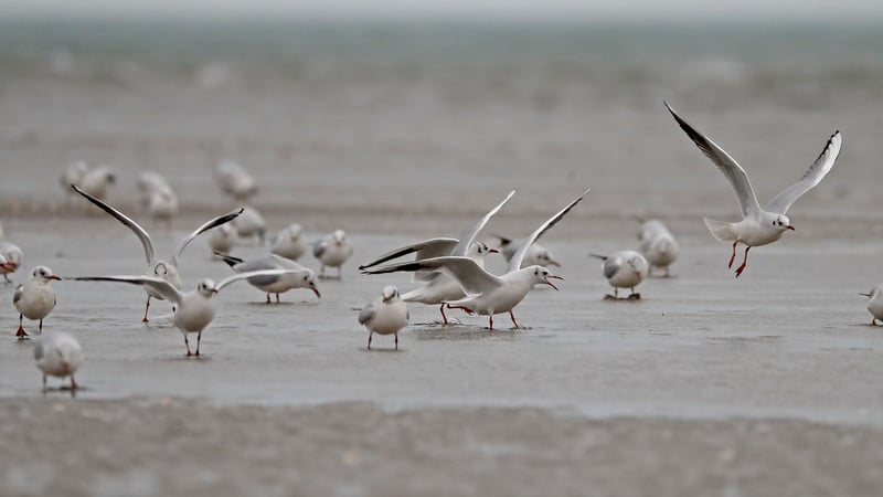 People are complaining that the birds are picking litter out of bins and snatching food out of people's hands (File image)