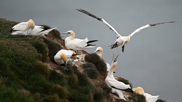 Gannet (photo: Oli Scarff / Getty)