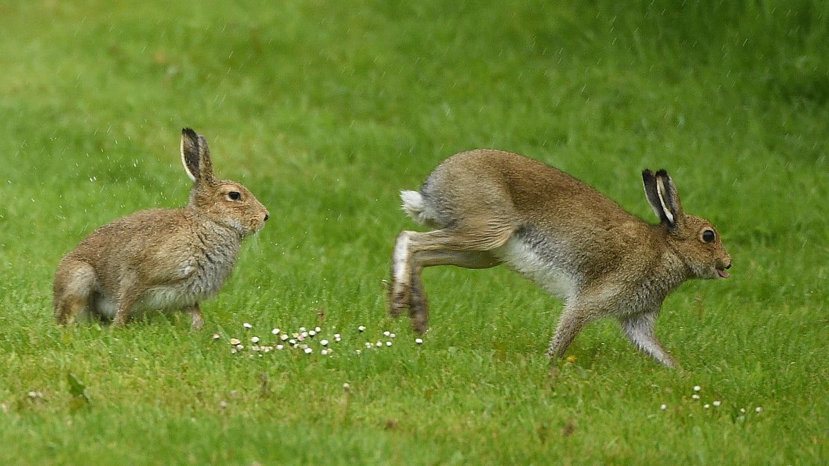 The Cailleach and the Cosmic Hare